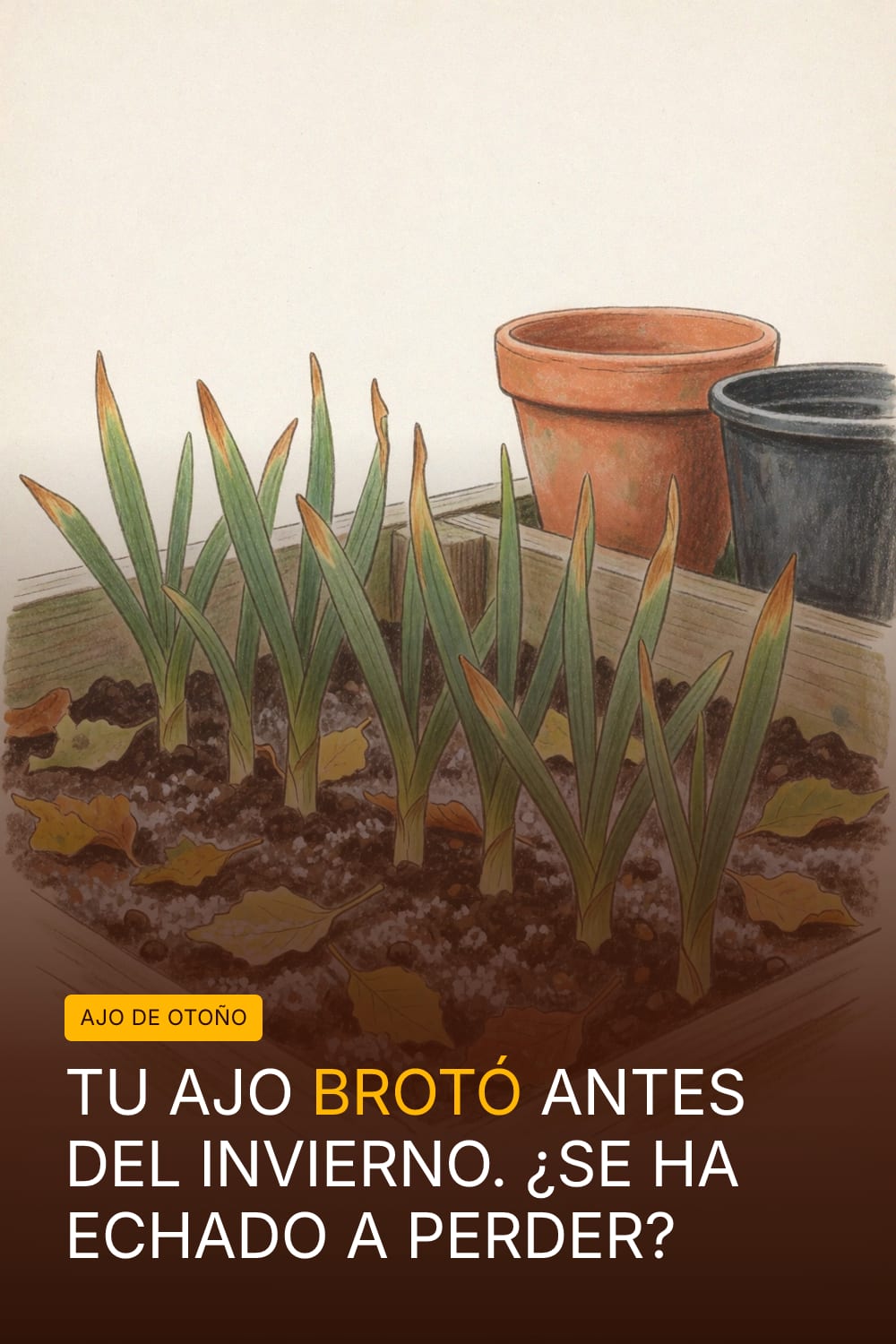 Tu ajo brotó antes del invierno. ¿Se ha echado a perder?