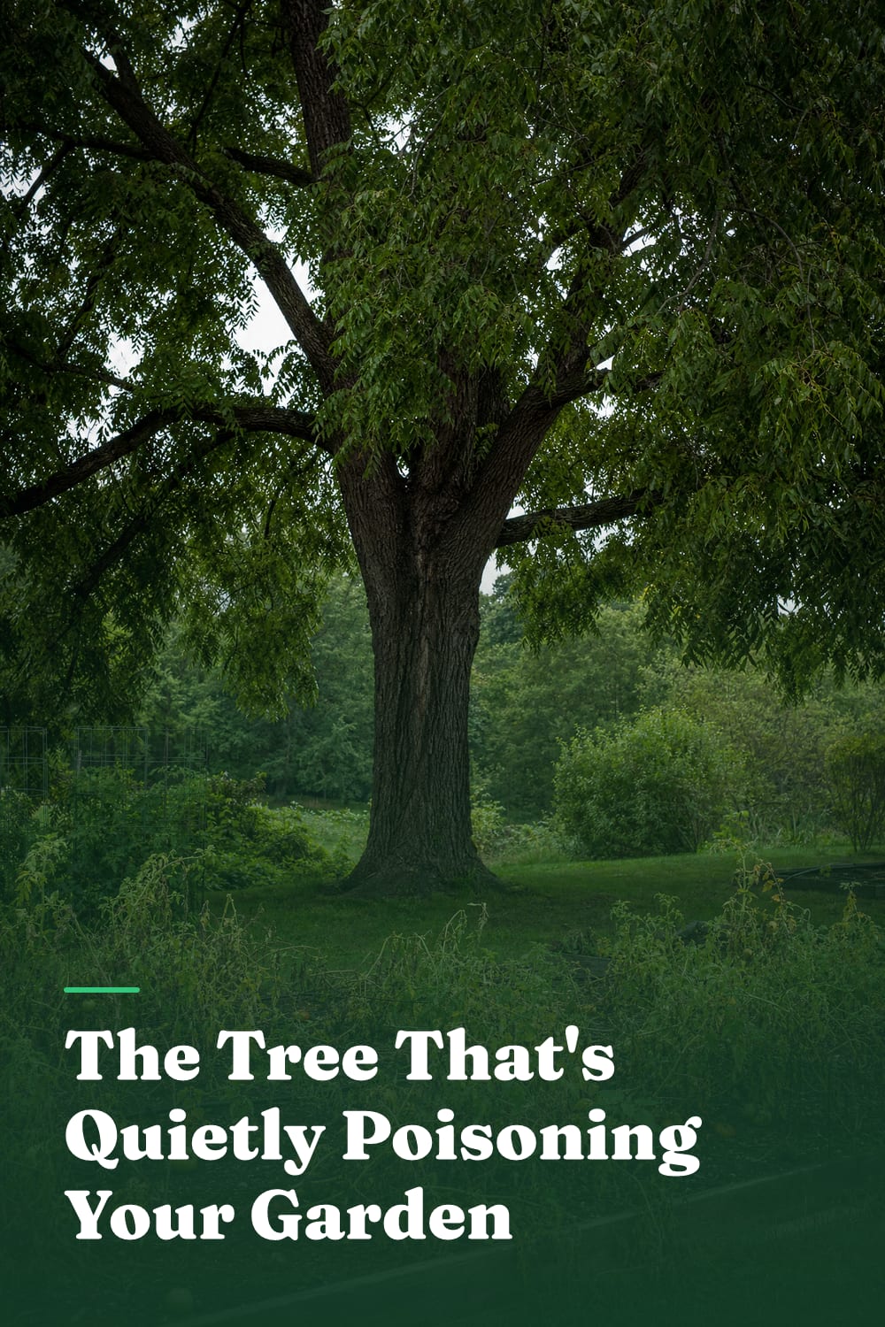 The Tree That's Quietly Poisoning Your Garden