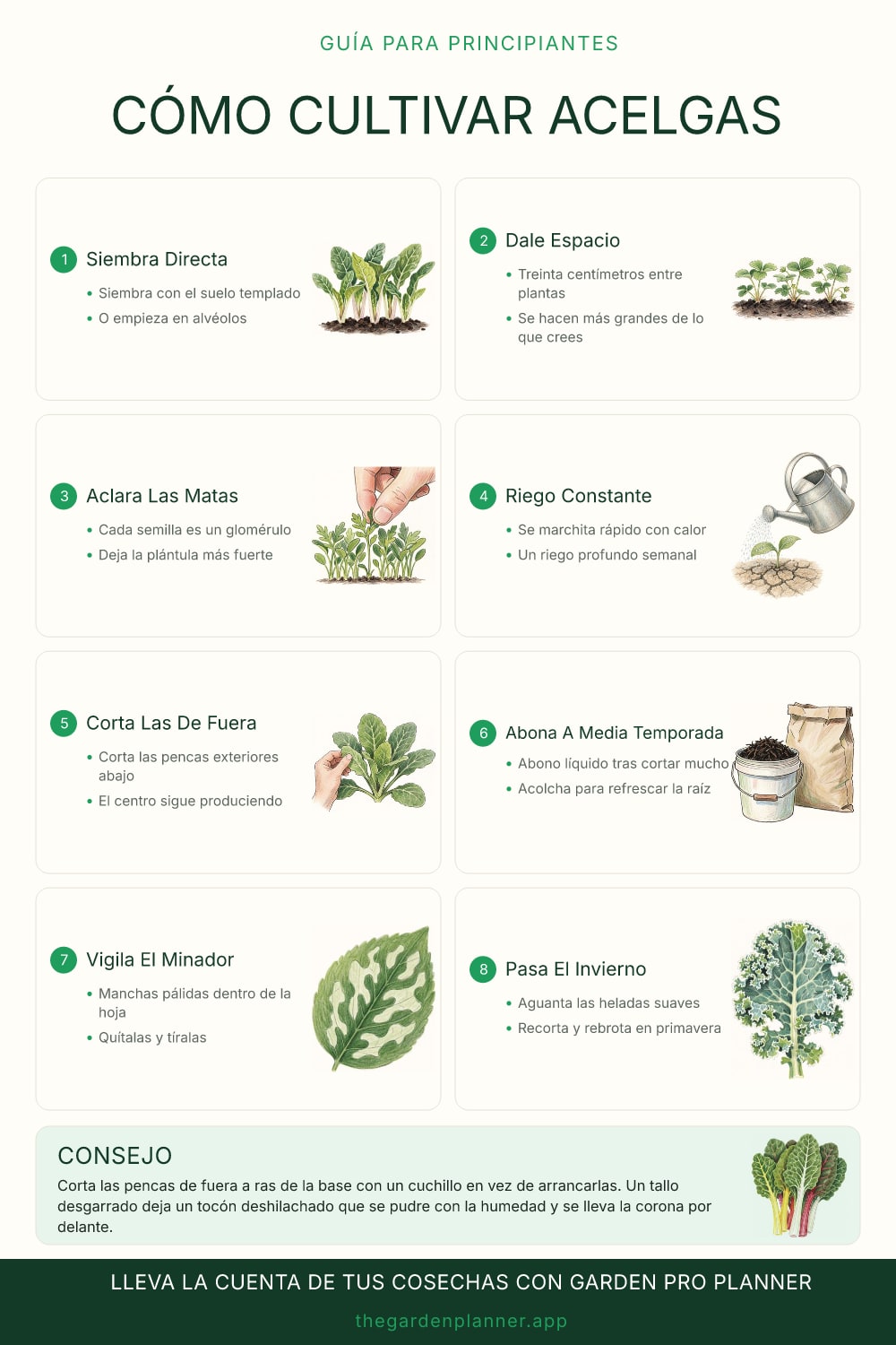 Cómo cultivar acelgas