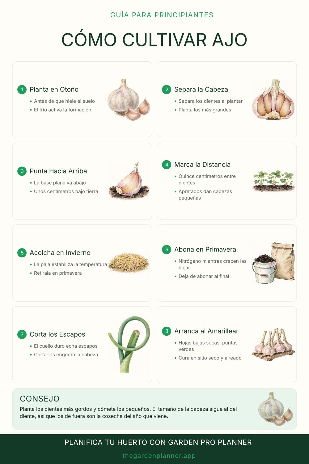 Cómo cultivar ajo
