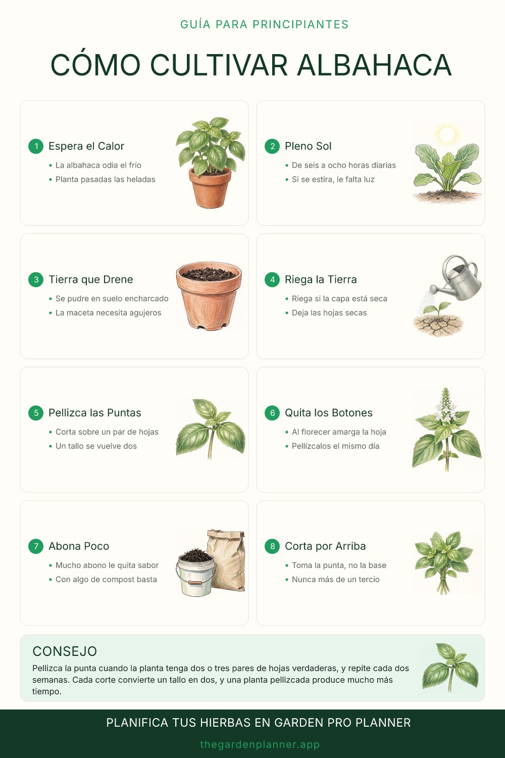 Cómo cultivar albahaca