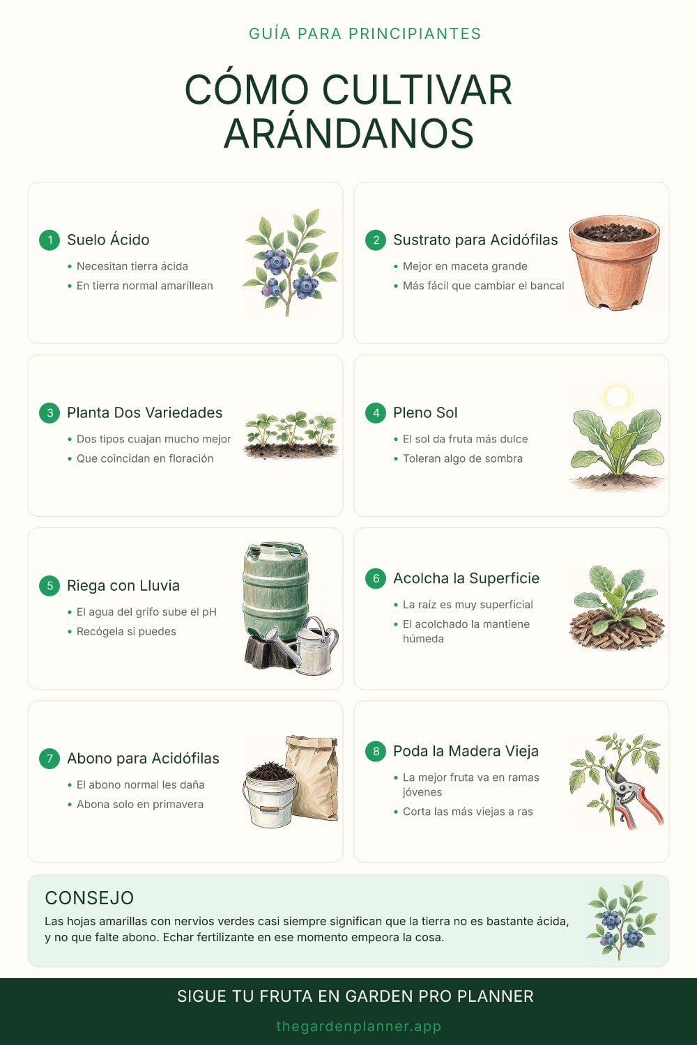 Cómo cultivar arándanos