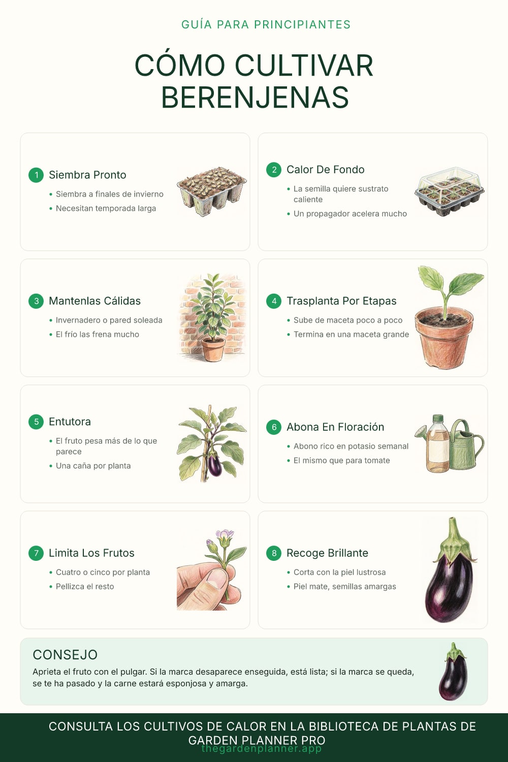 Cómo cultivar berenjenas