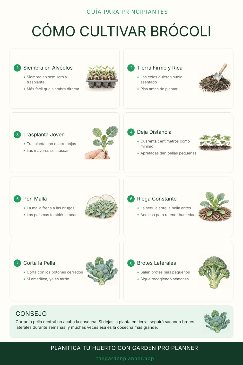 Cómo cultivar brócoli