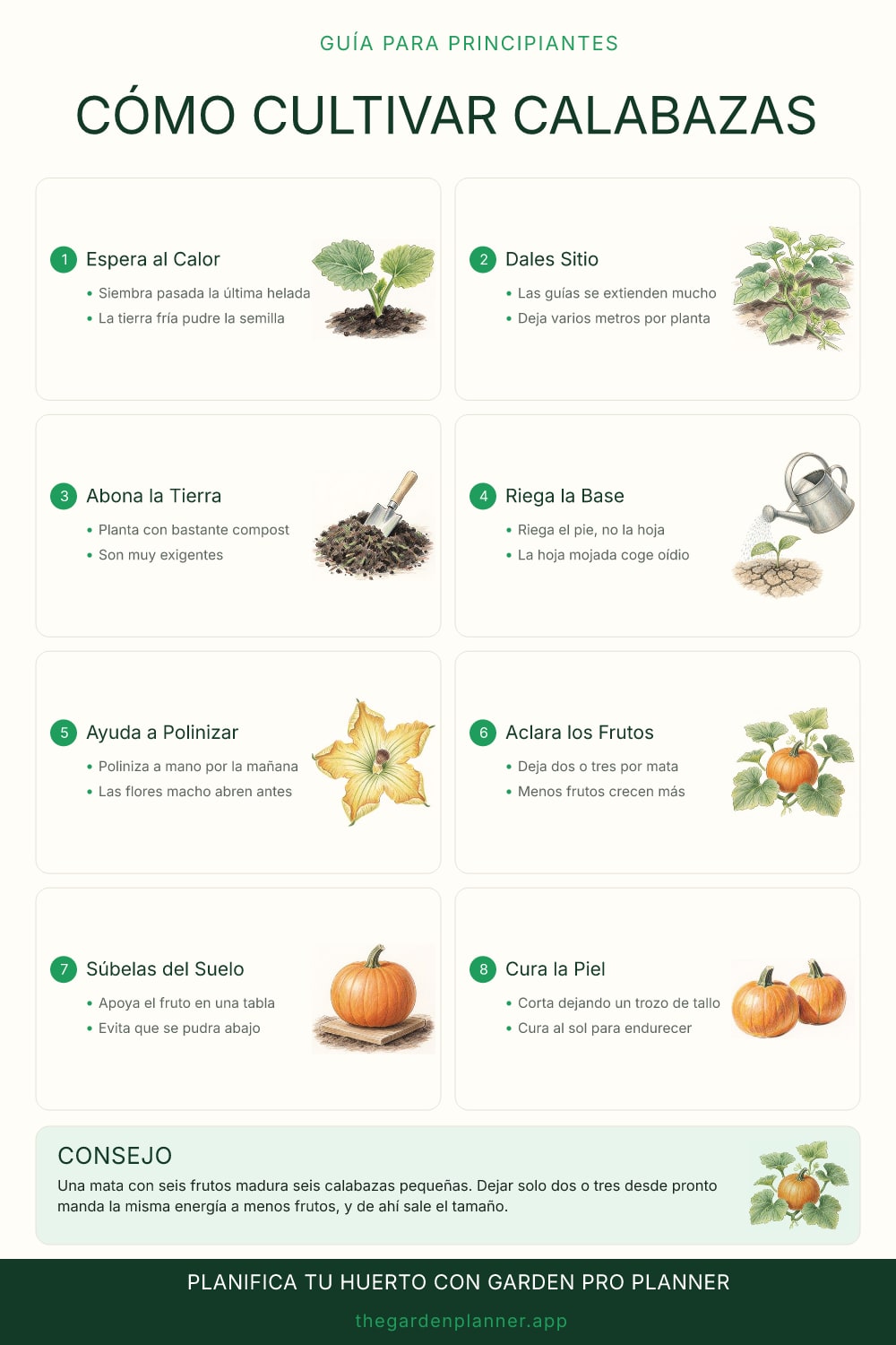 Cómo cultivar calabazas