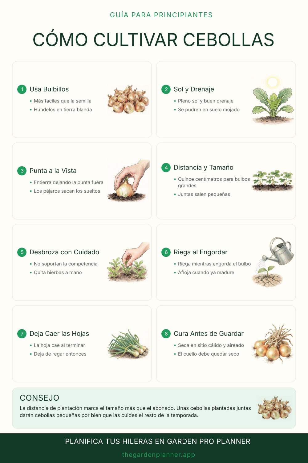 Cómo cultivar cebollas