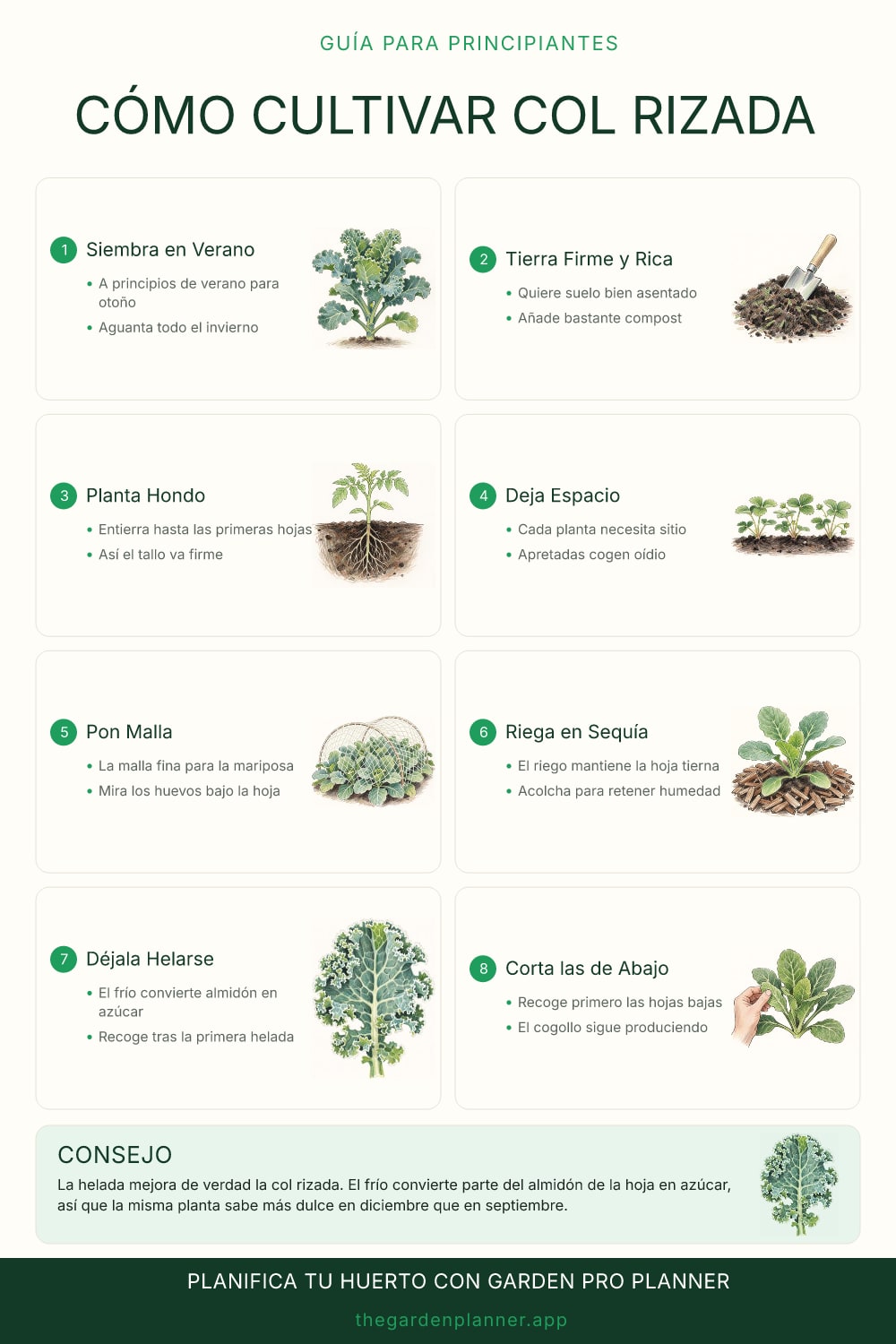 Cómo cultivar col rizada