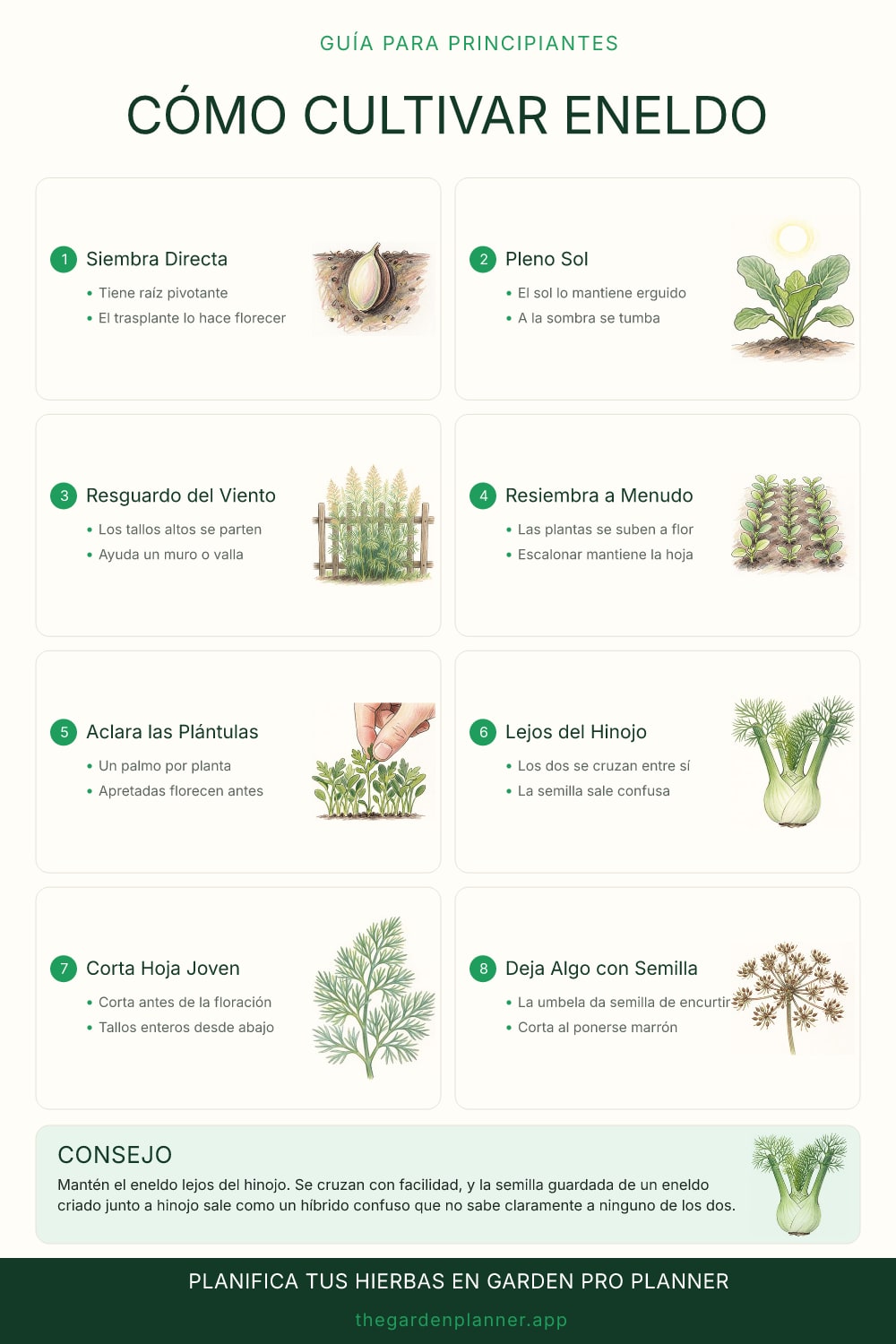 Cómo cultivar eneldo