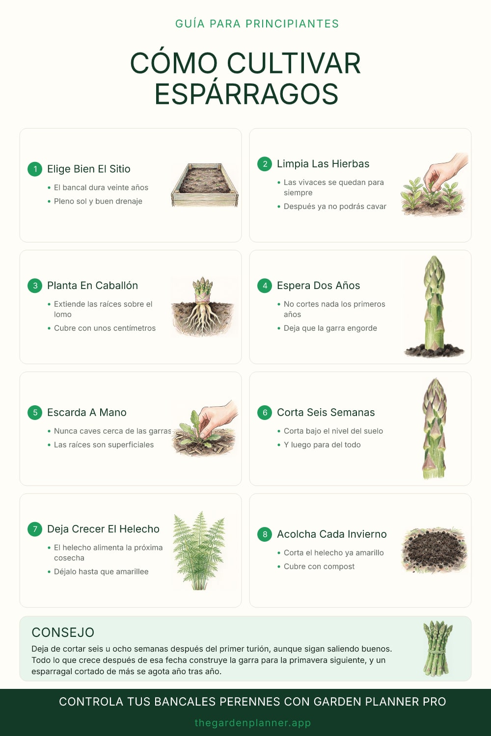 Cómo cultivar espárragos