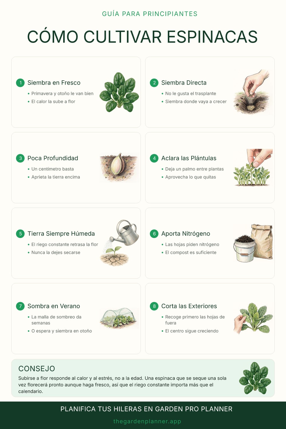Cómo cultivar espinacas