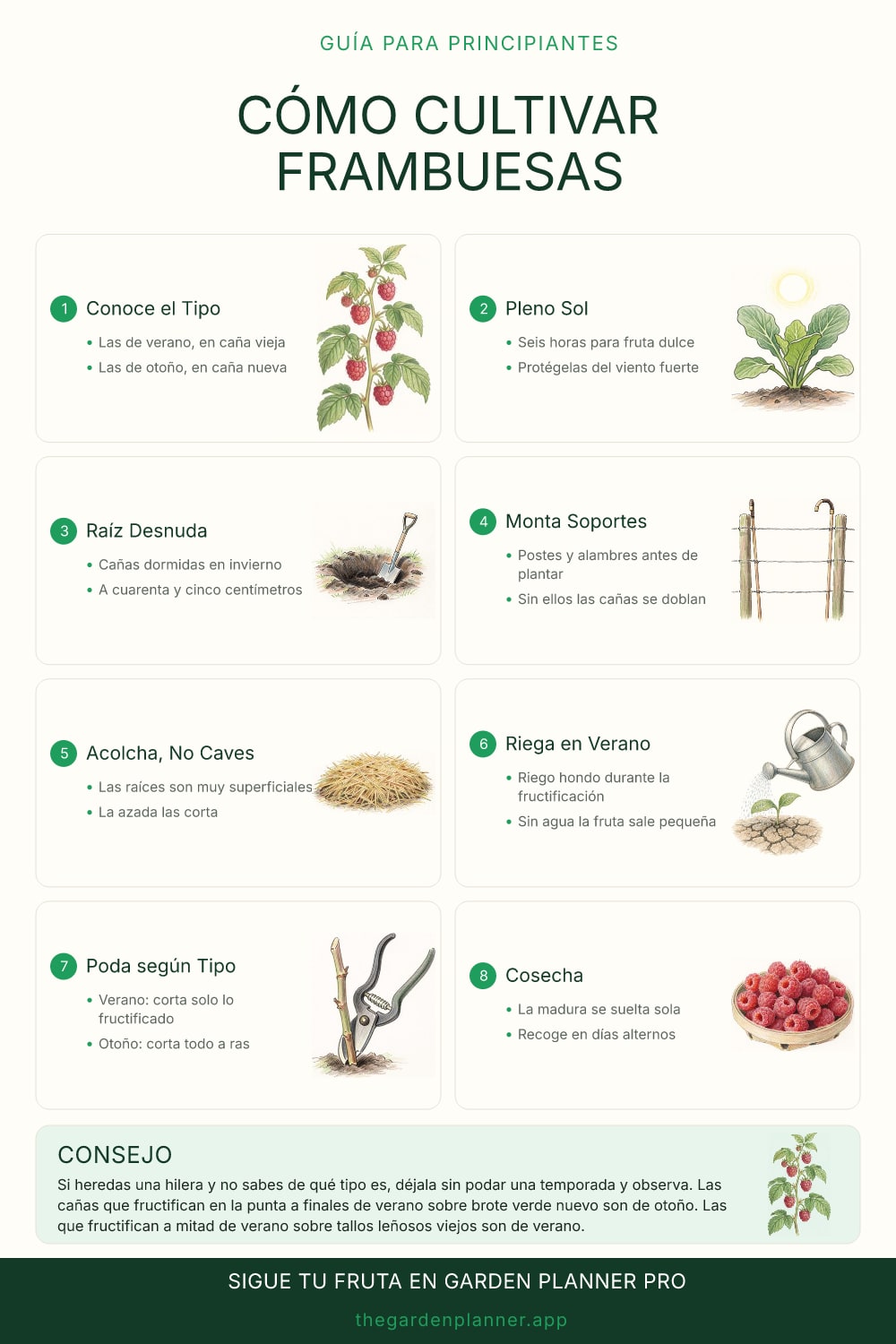 Cómo cultivar frambuesas