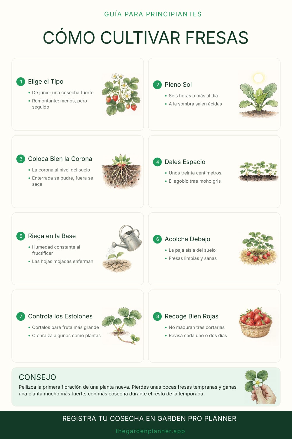 Cómo cultivar fresas