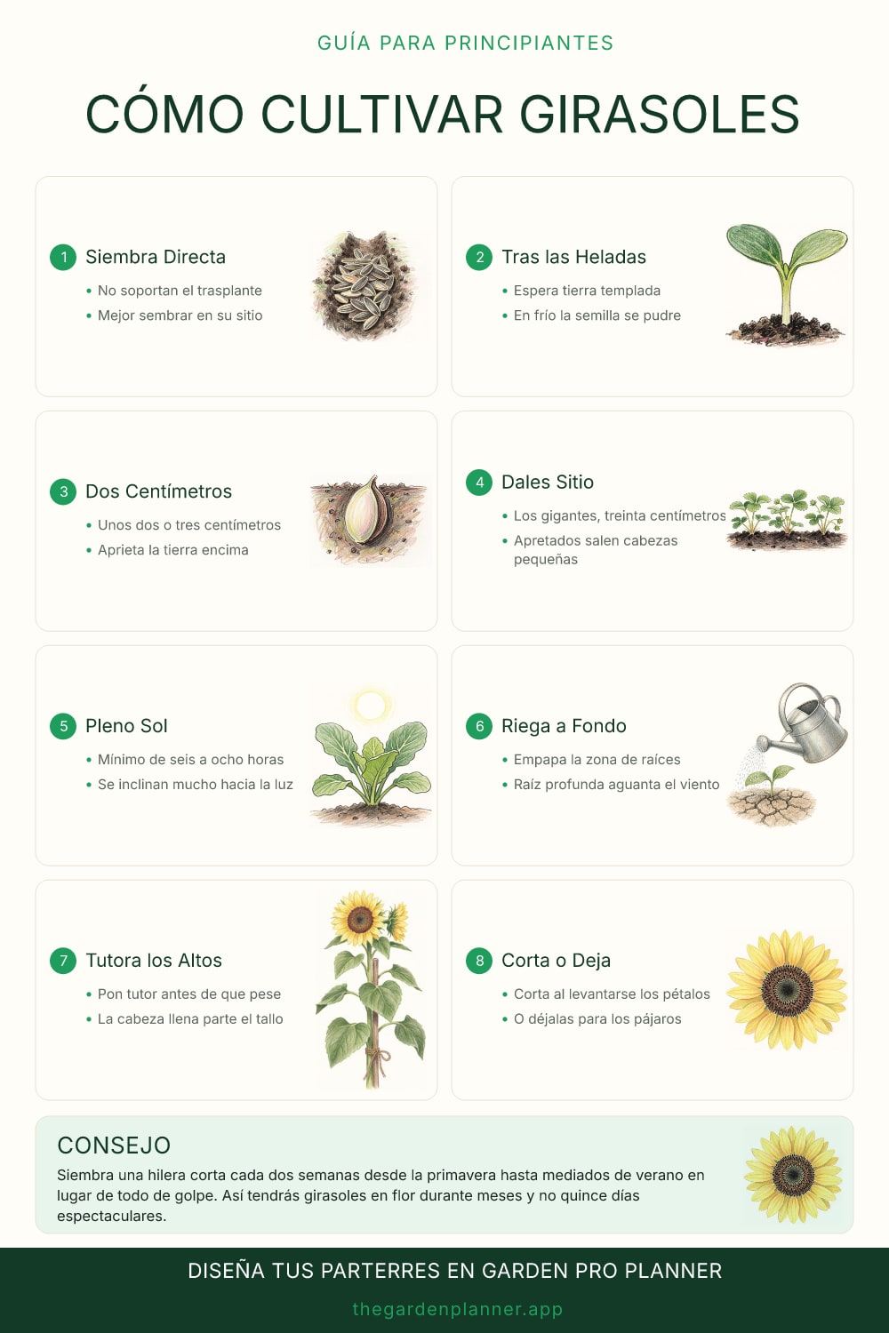 Cómo cultivar girasoles