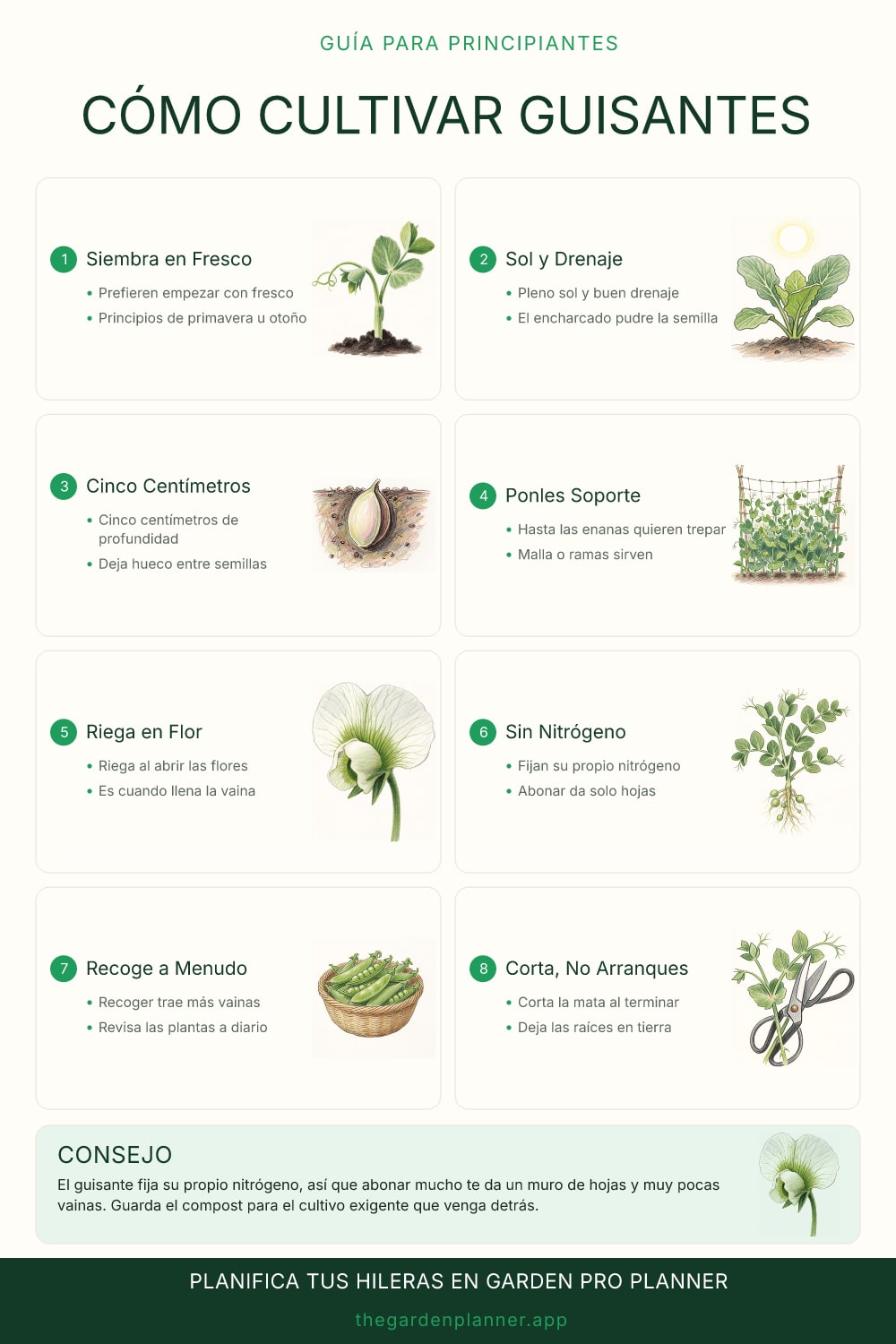 Cómo cultivar guisantes