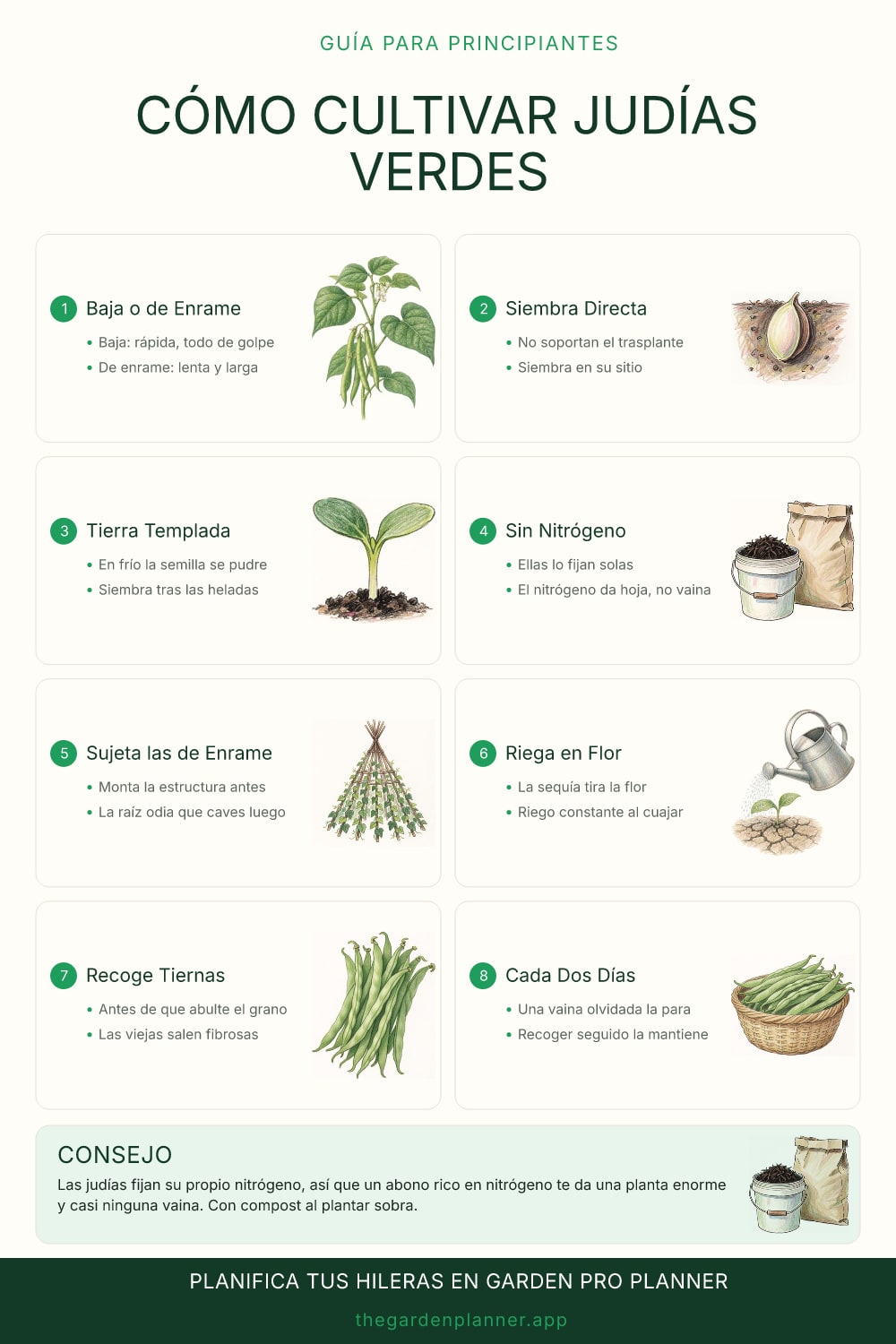Cómo cultivar judías verdes