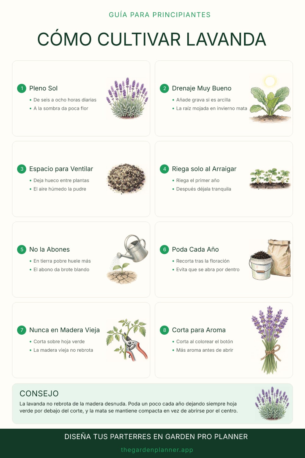 Cómo cultivar lavanda