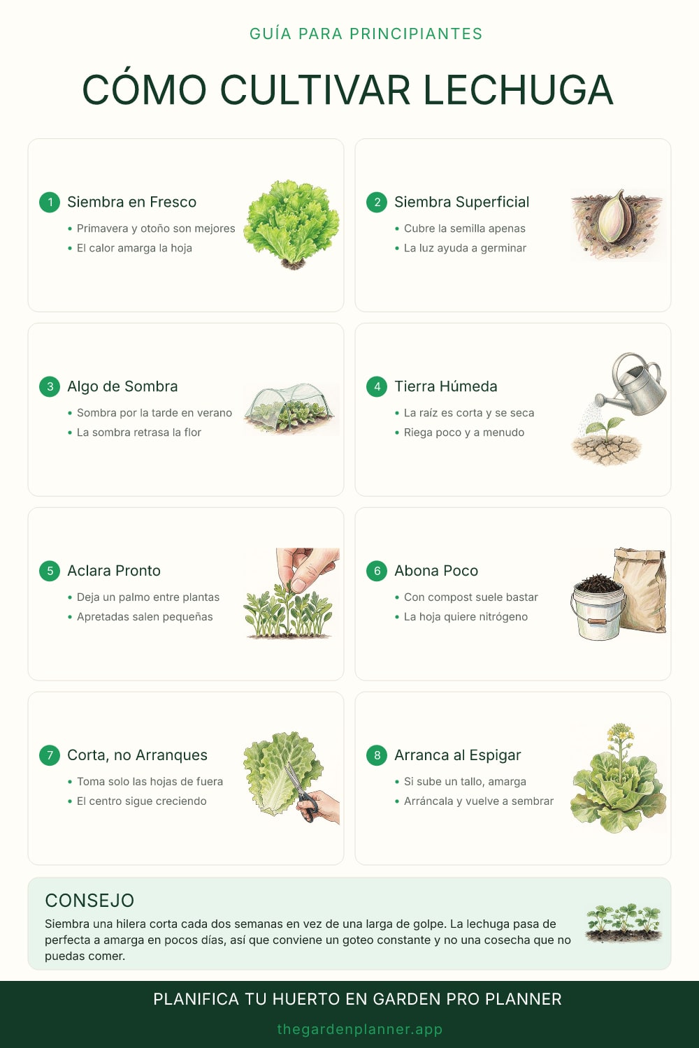 Cómo cultivar lechuga
