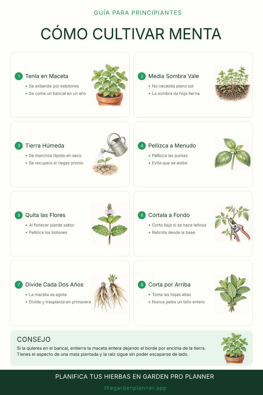 Cómo cultivar menta