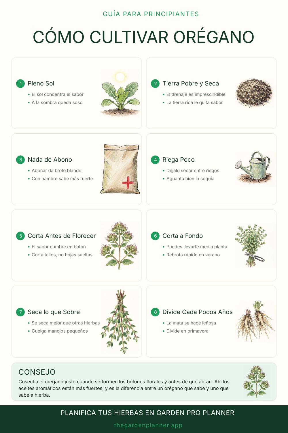 Cómo cultivar orégano