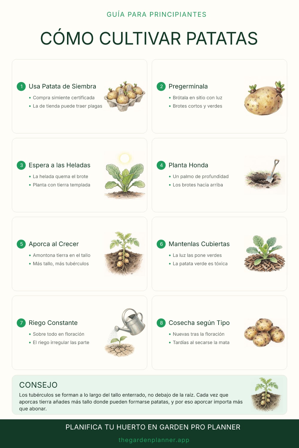 Cómo cultivar patatas