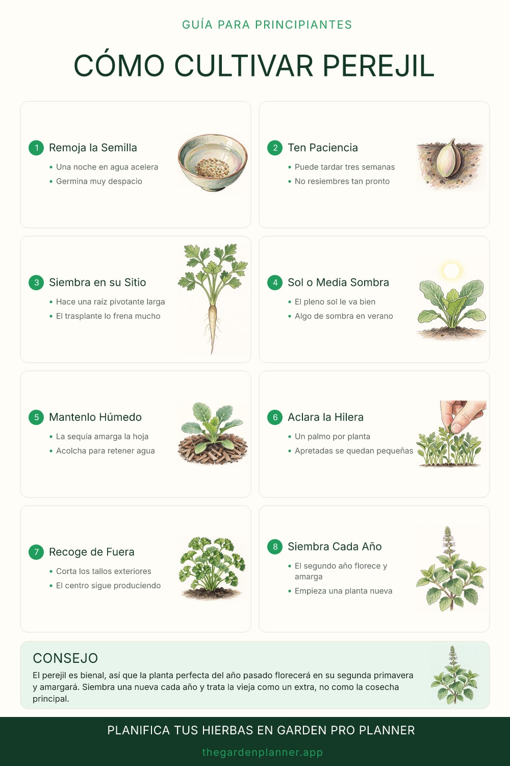 Cómo cultivar perejil