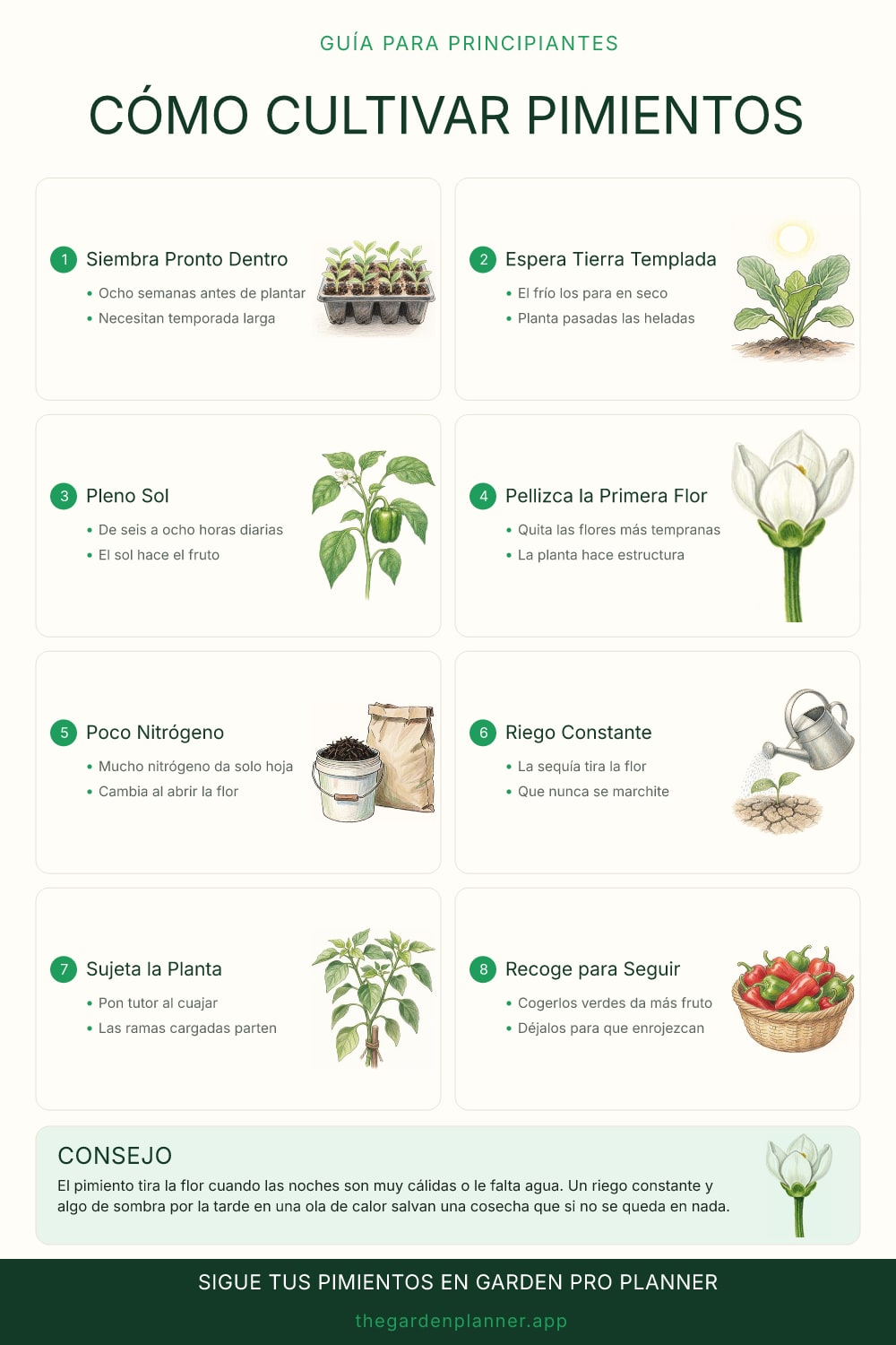 Cómo cultivar pimientos