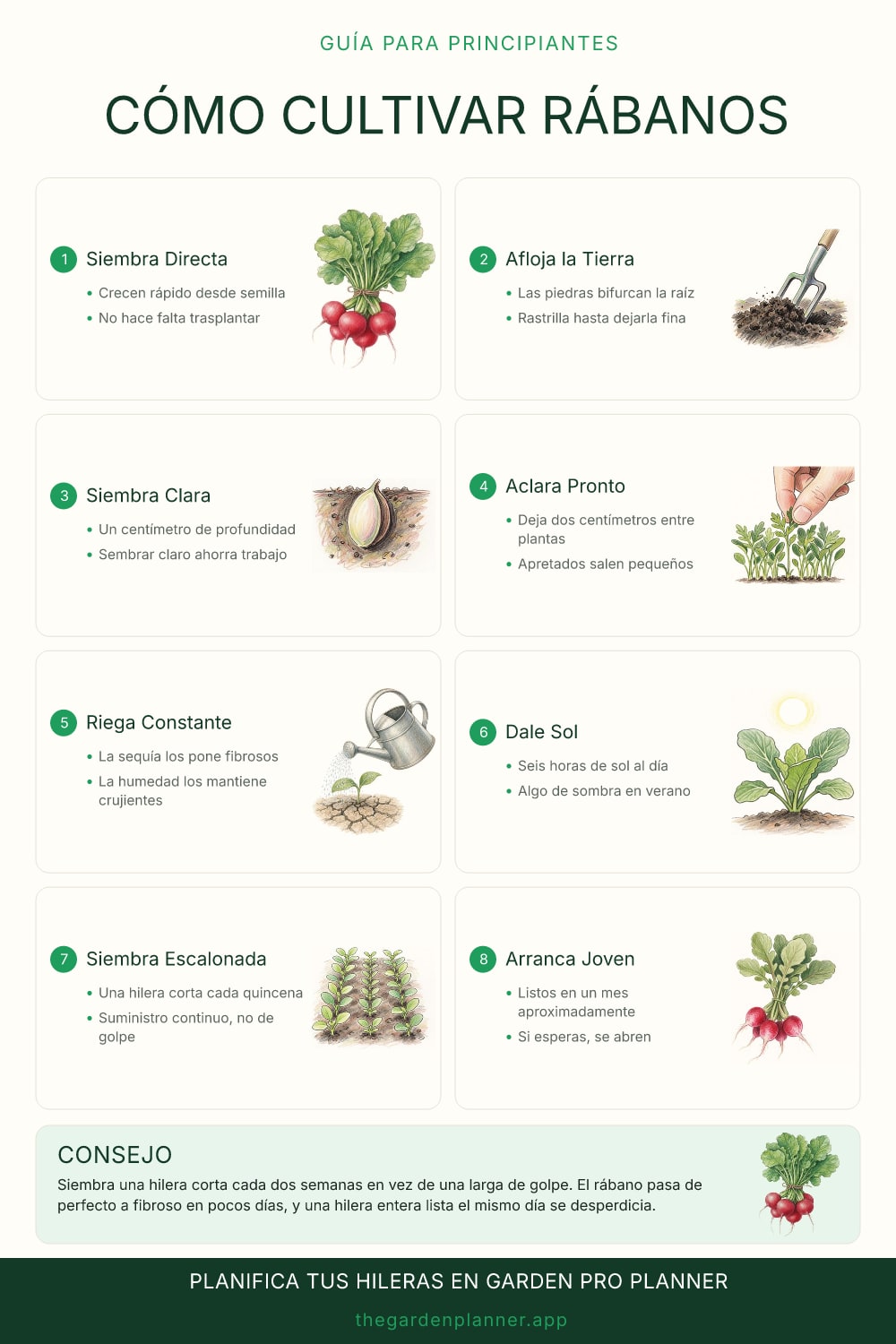 Cómo cultivar rábanos