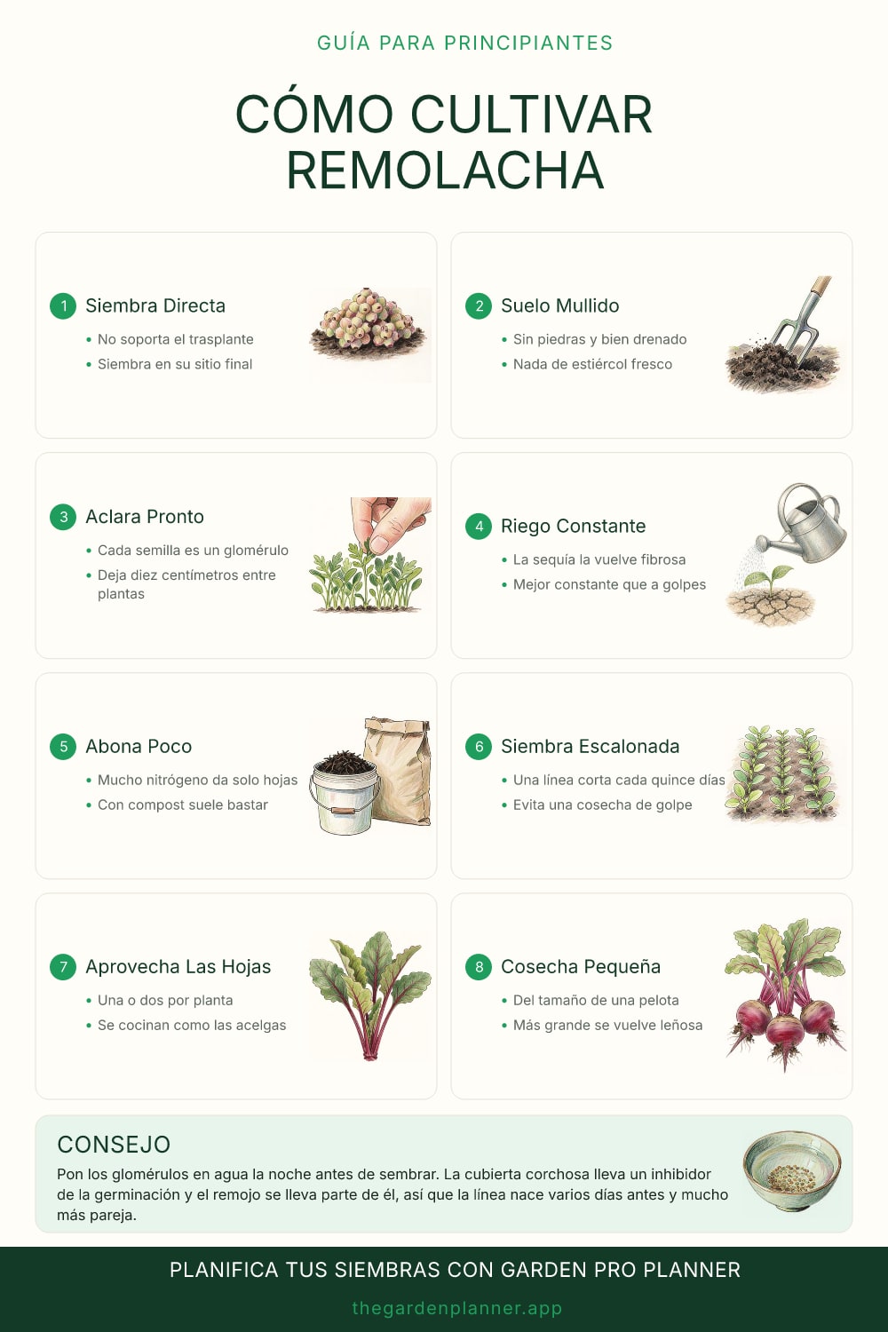 Cómo cultivar remolacha