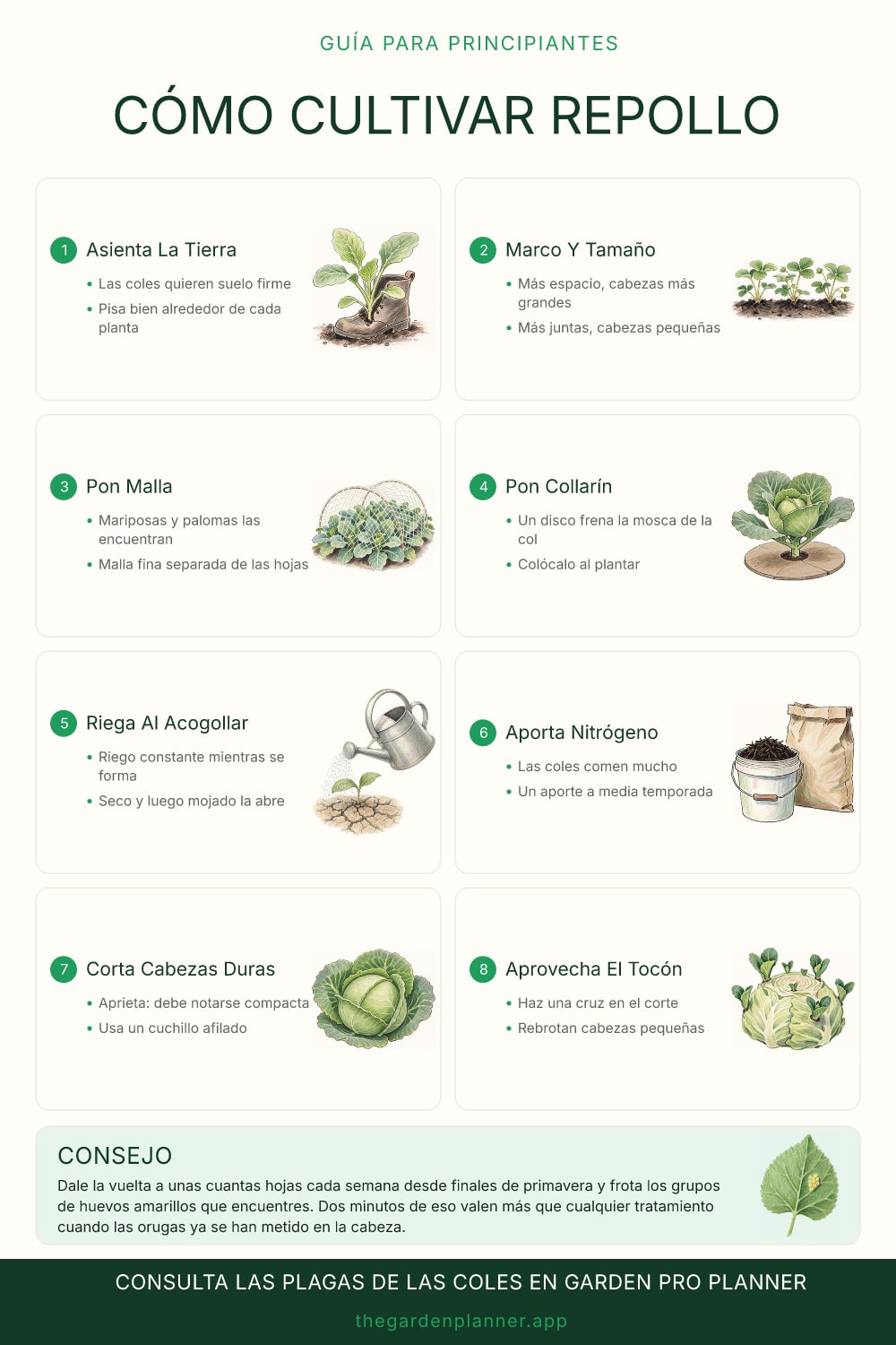 Cómo cultivar repollo