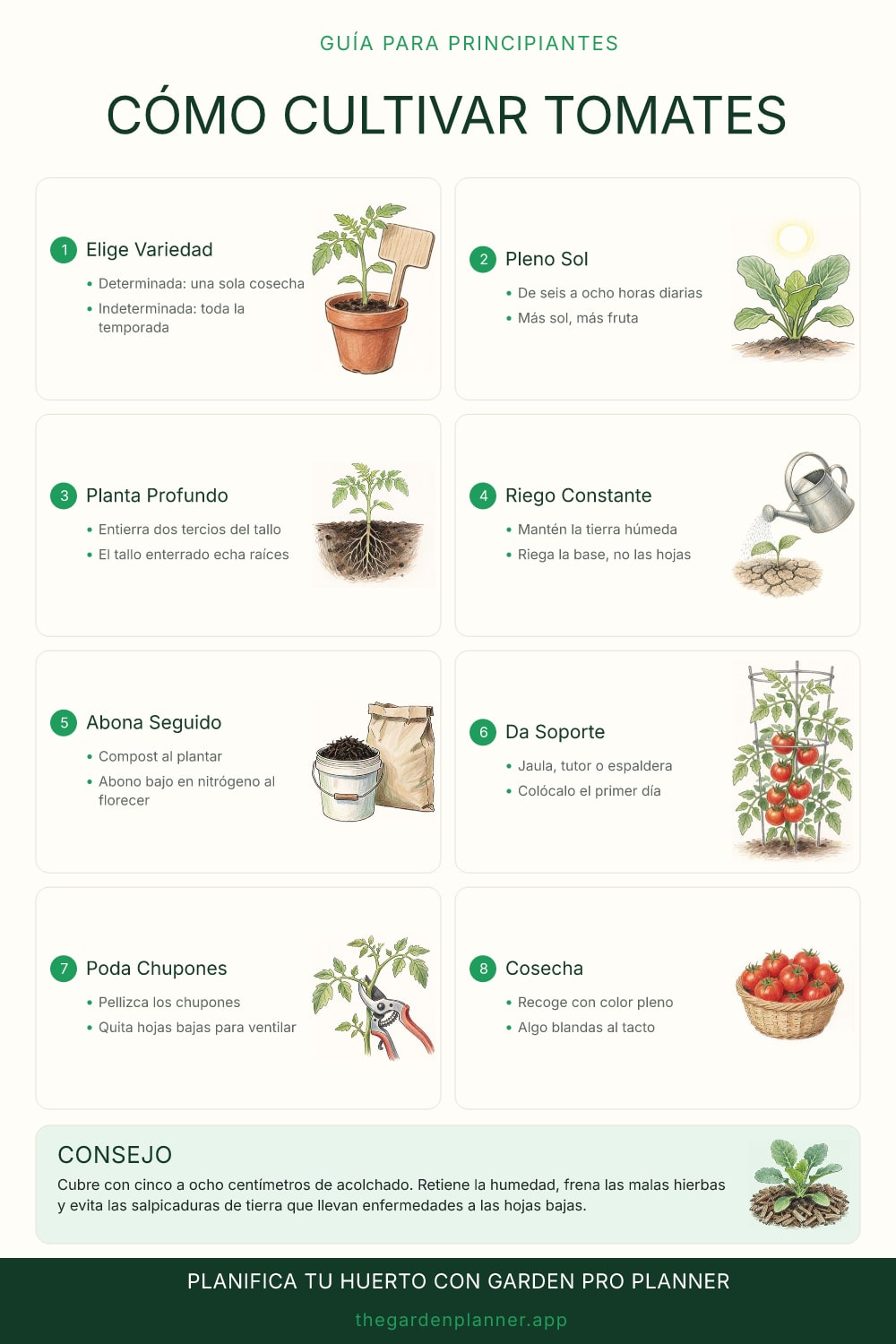 Cómo cultivar tomates