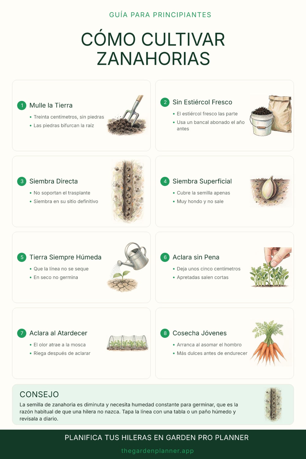 Cómo cultivar zanahorias