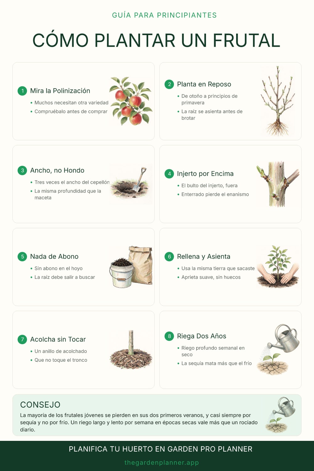 Cómo plantar un frutal