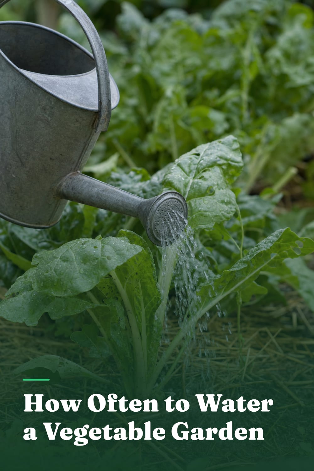 How Often to Water a Vegetable Garden
