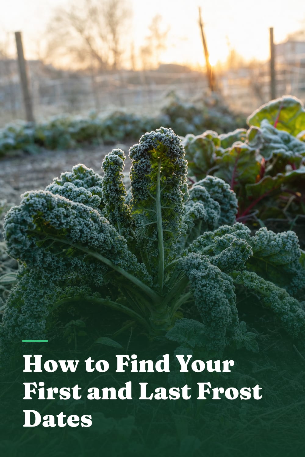 How to Find Your First and Last Frost Dates