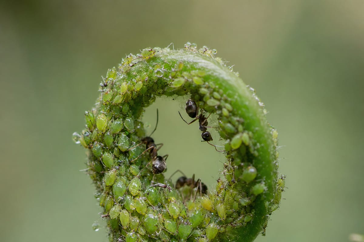 A dense cluster of small green aphids on a curled plant stem, with ants moving among them.