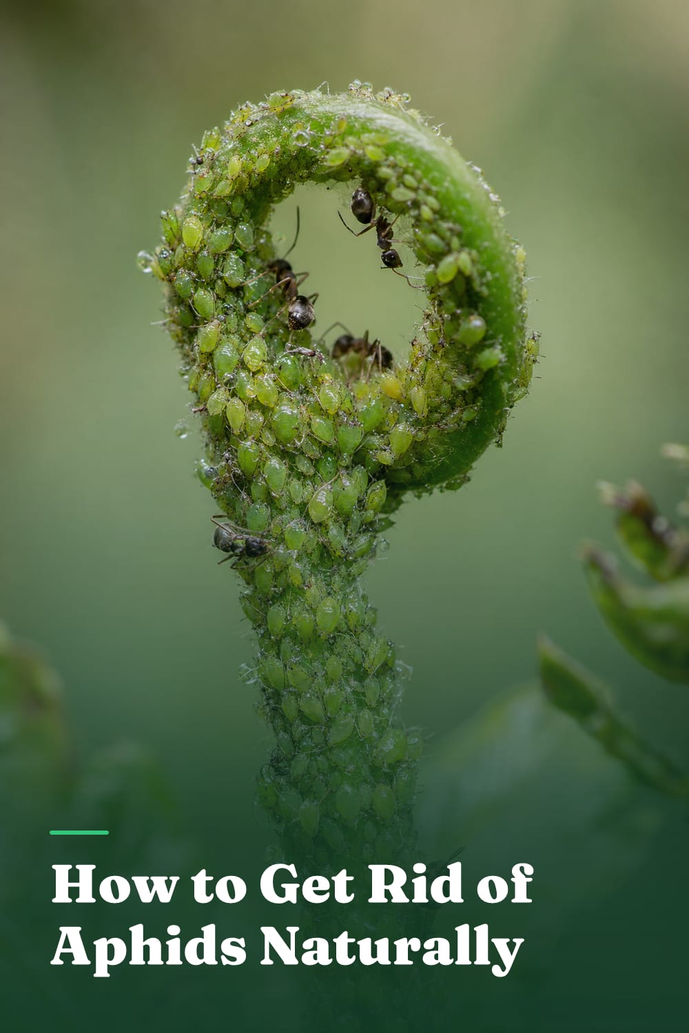 How to Get Rid of Aphids Naturally