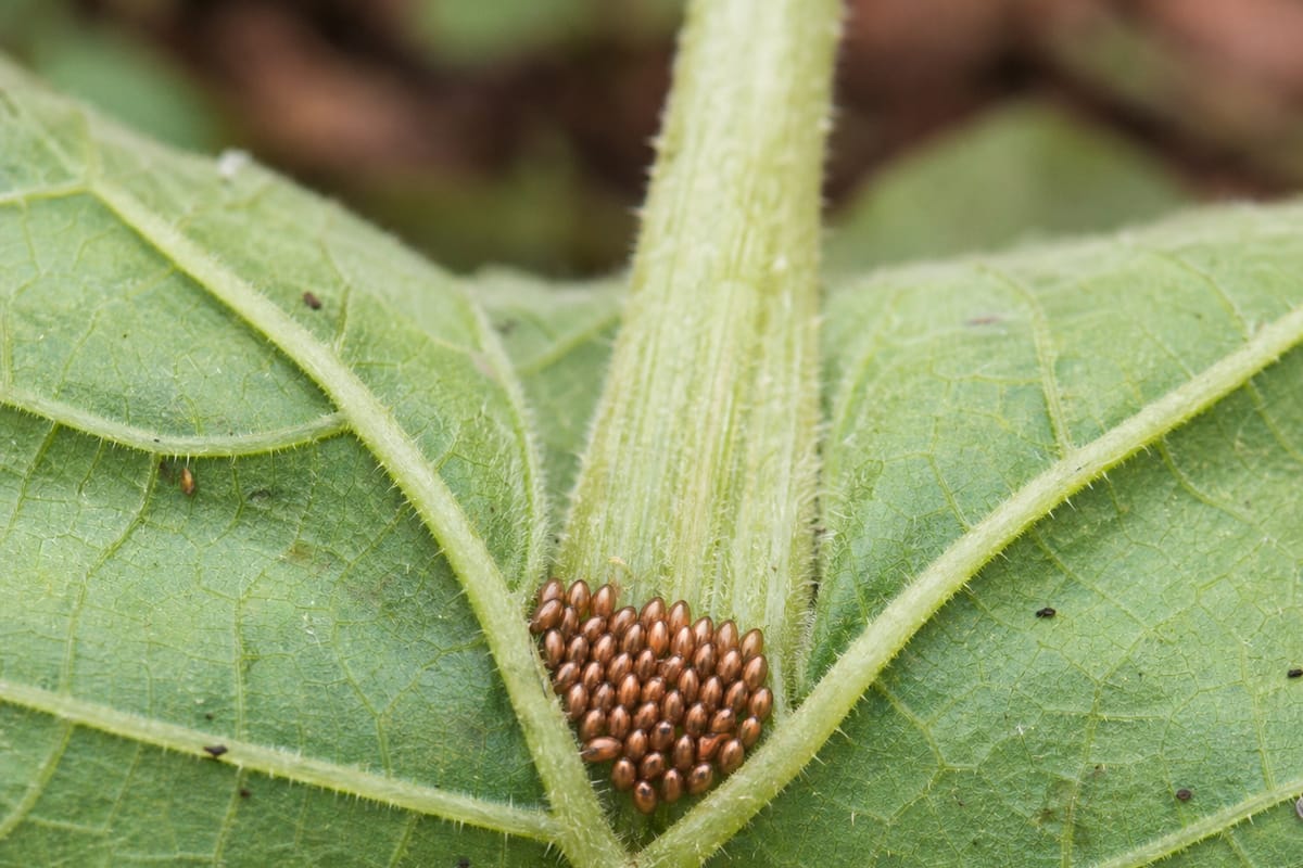 The underside of a squash leaf showing a cluster of bronze squash bug eggs in the V between two veins.