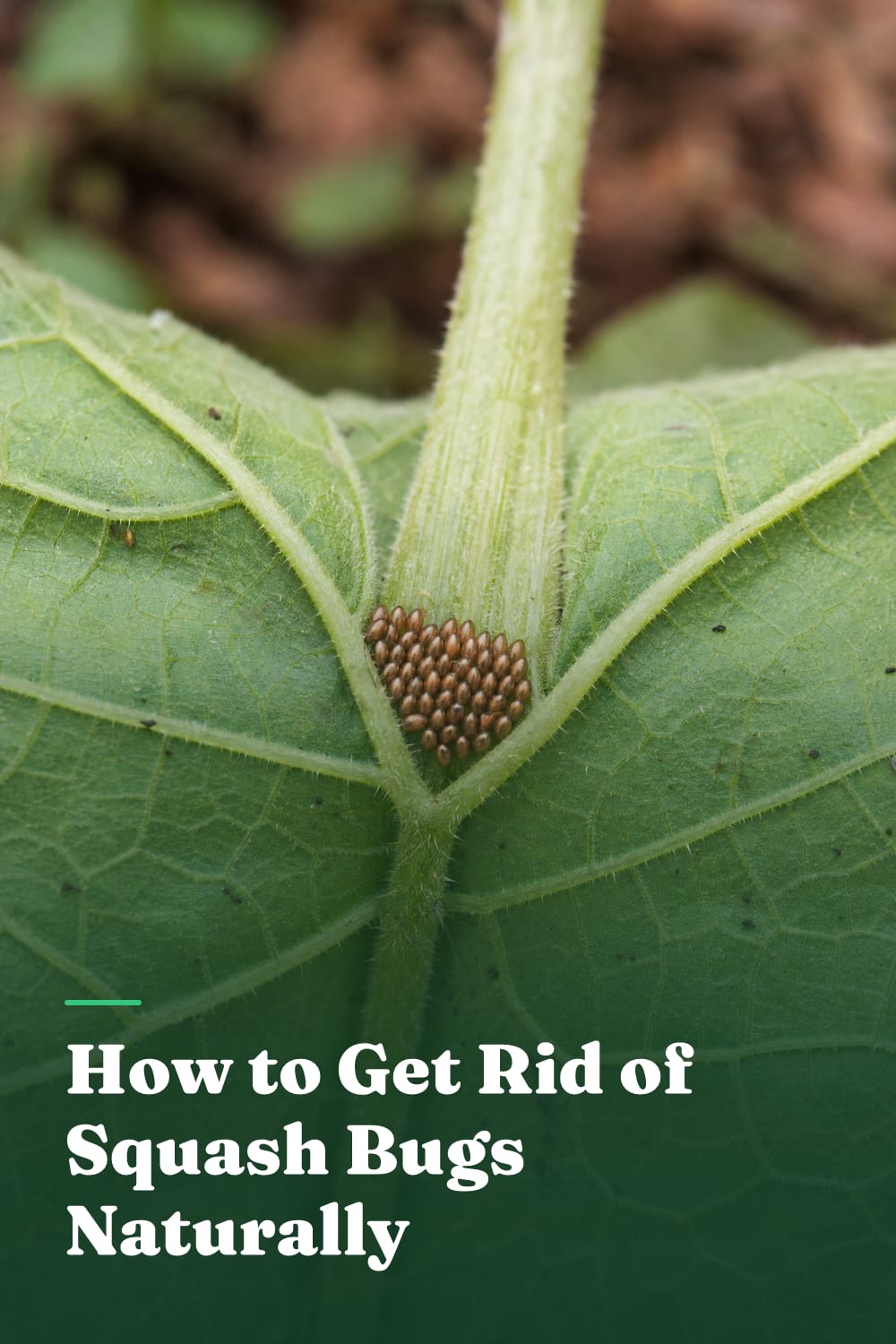 How to Get Rid of Squash Bugs Naturally