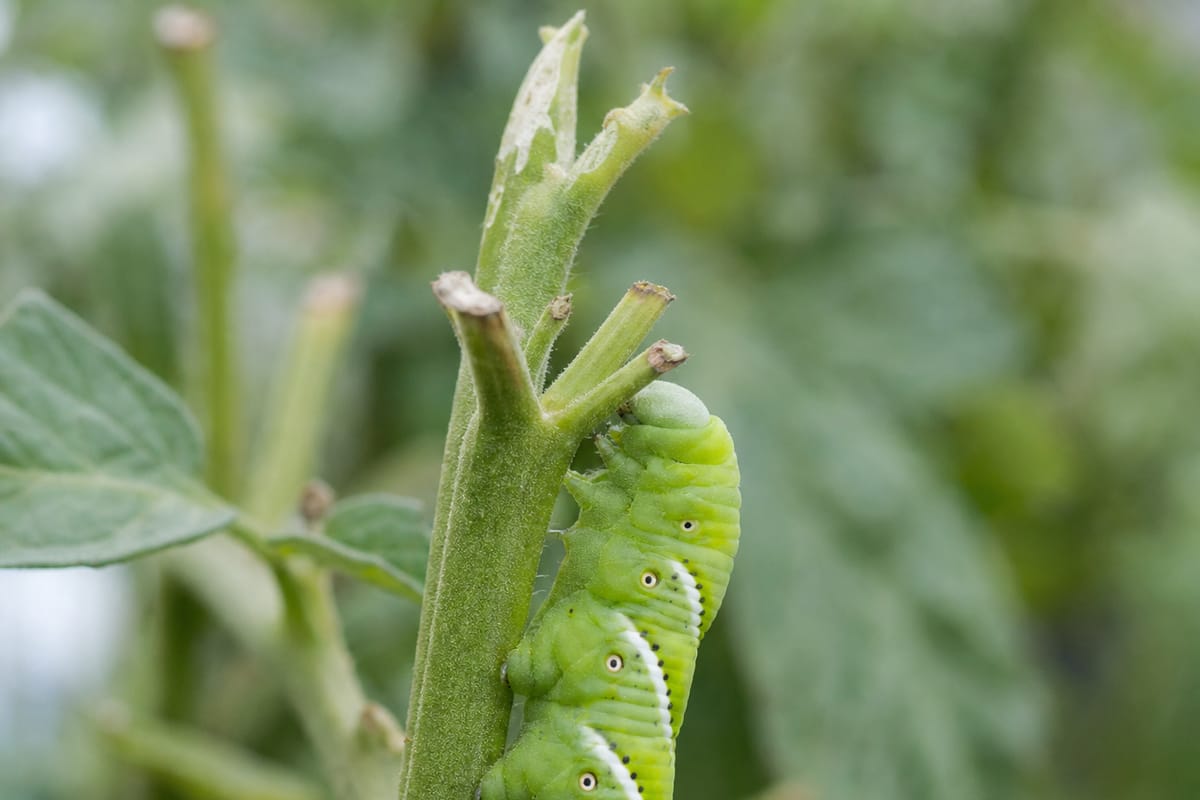 A large green hornworm caterpillar on a tomato stem stripped bare of its leaves, with dark droppings on the leaf below.