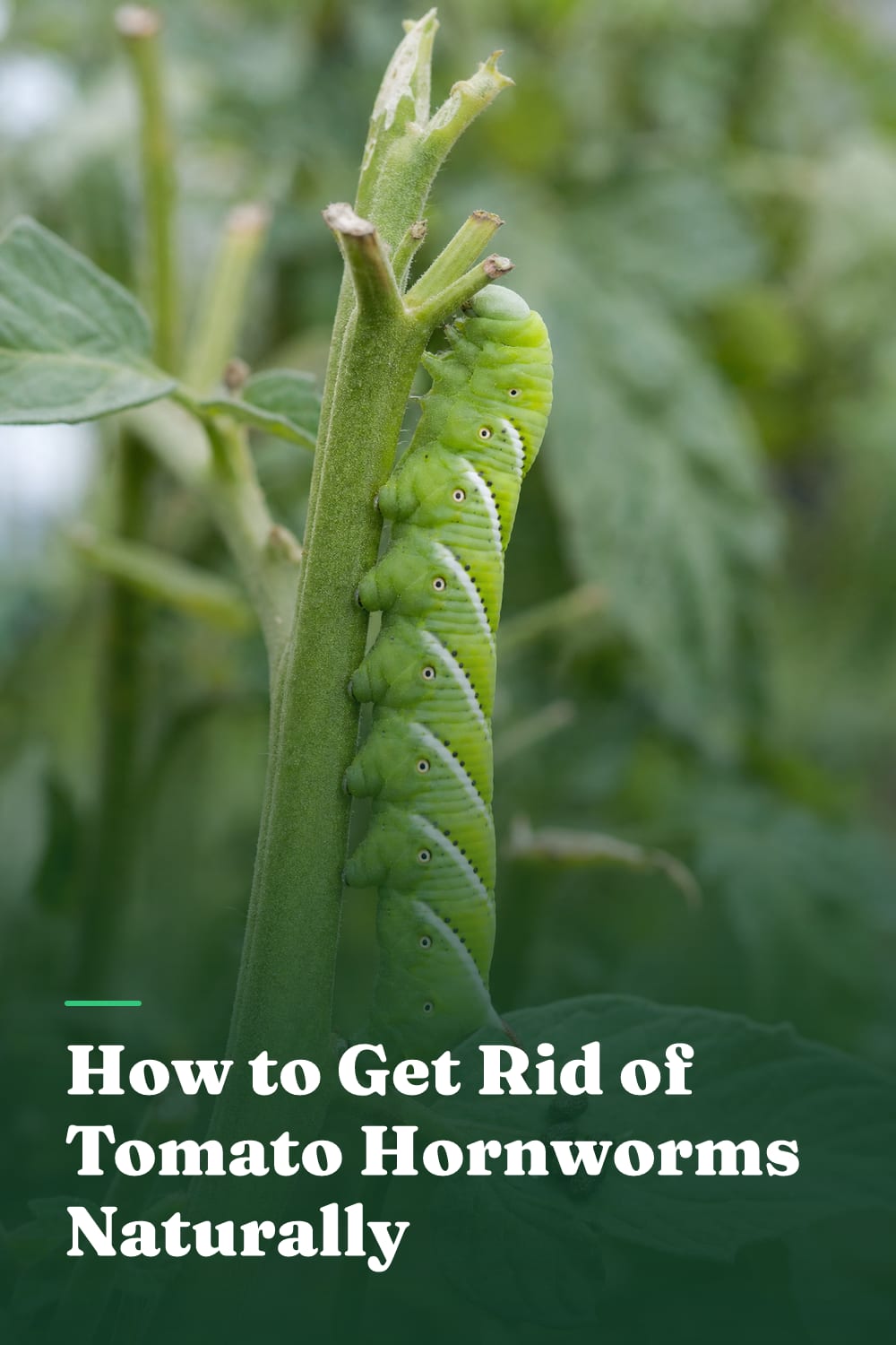 How to Get Rid of Tomato Hornworms Naturally