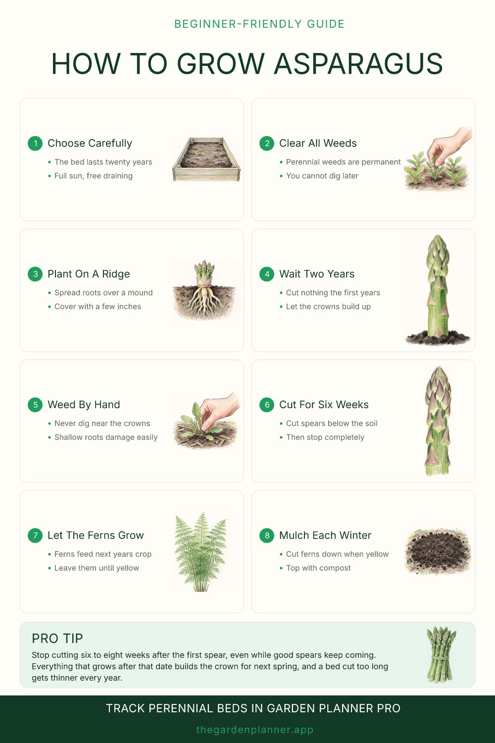 How to grow asparagus