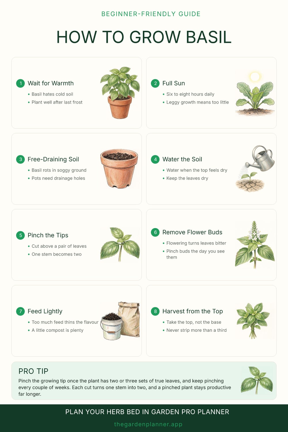 How to grow basil