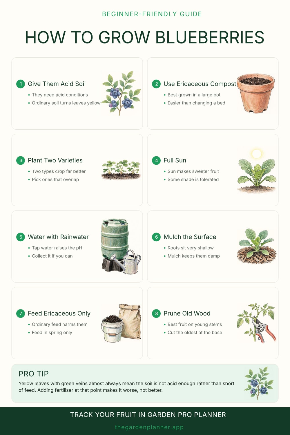 How to grow blueberries