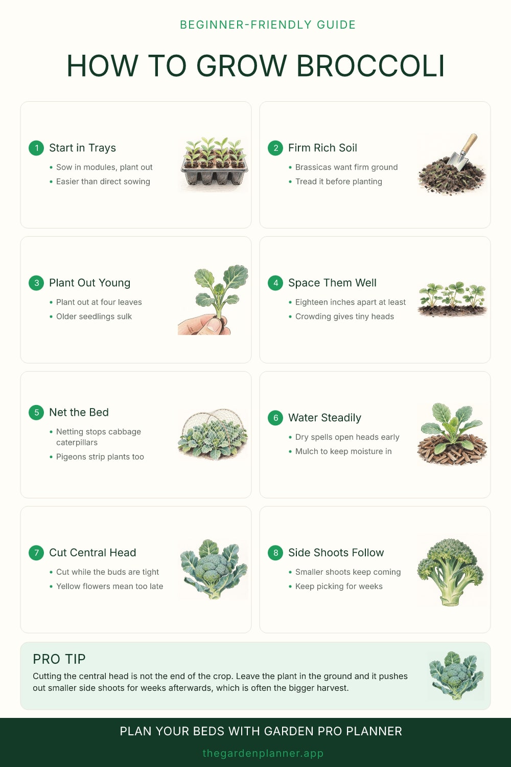 How to grow broccoli
