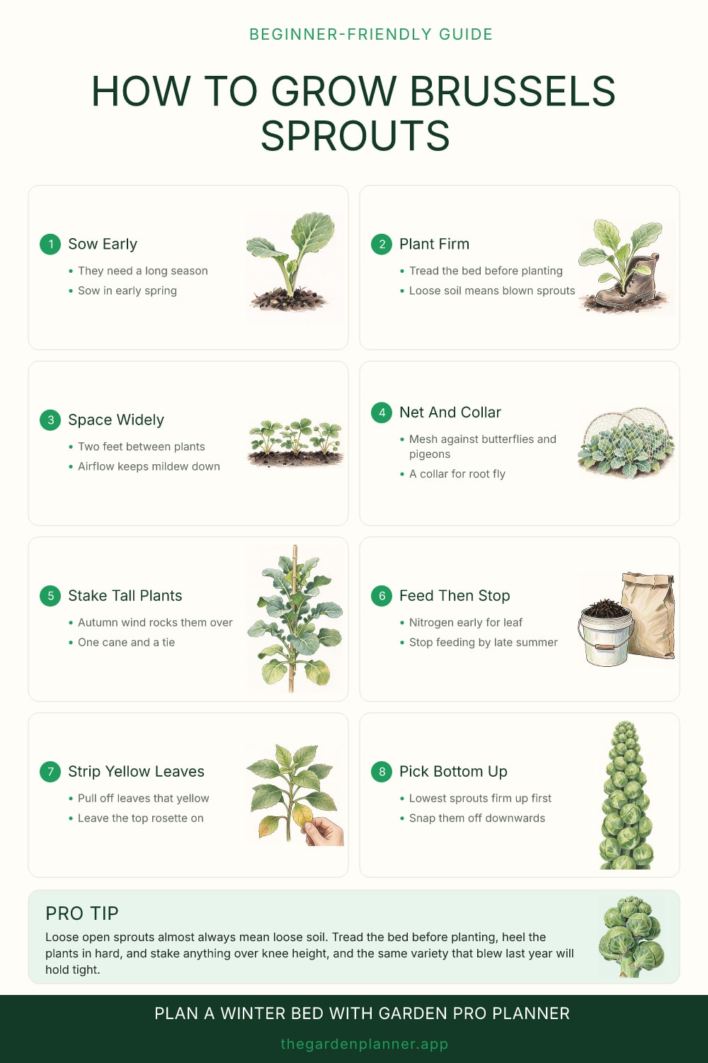 How to grow Brussels sprouts