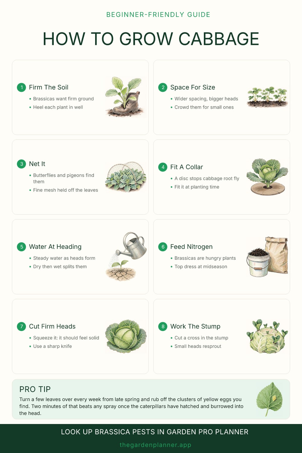 How to grow cabbage
