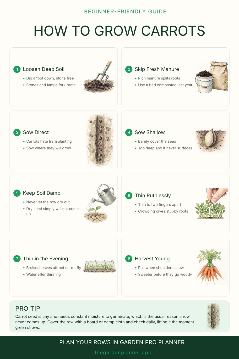 How to grow carrots