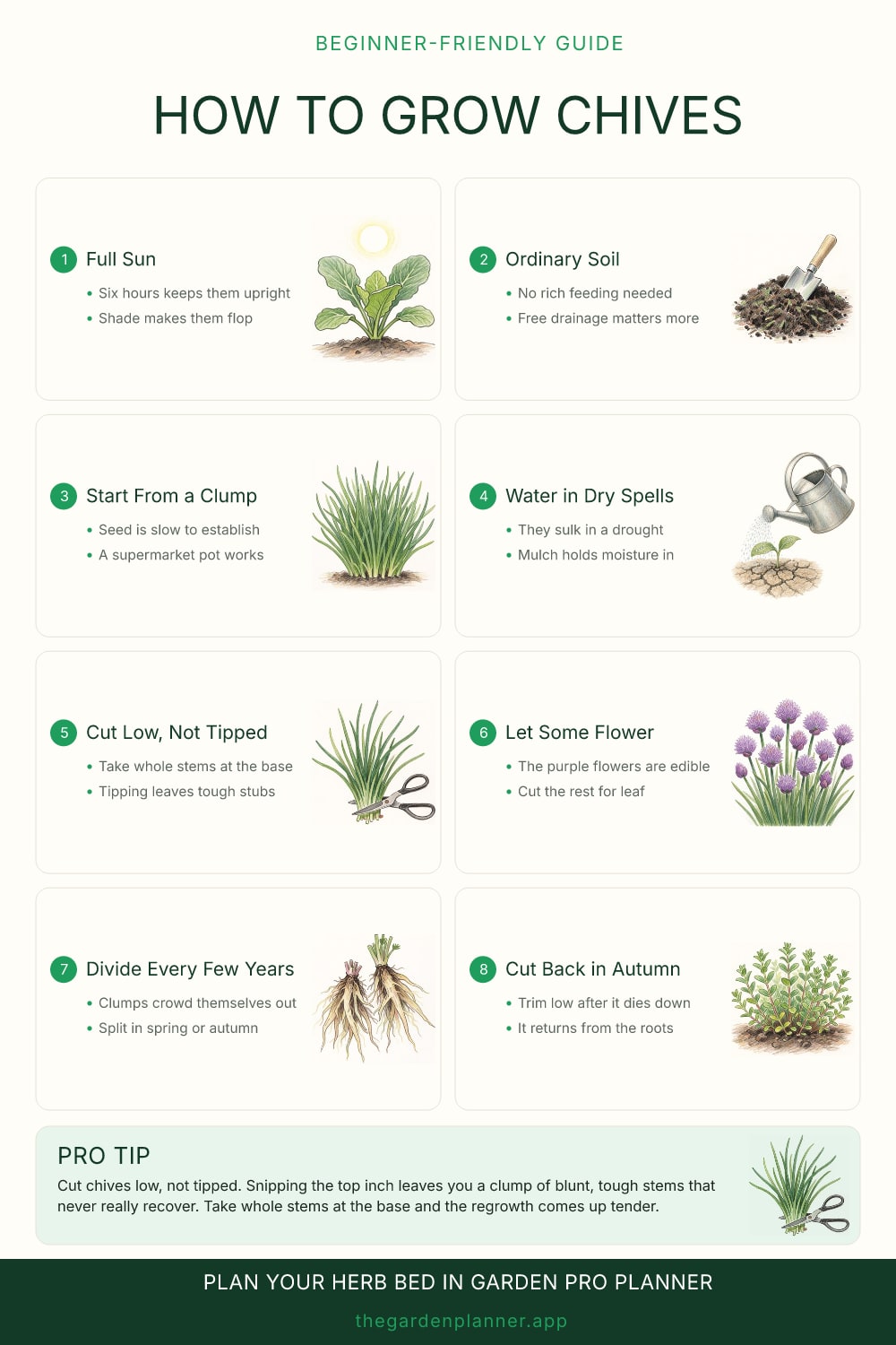 How to grow chives