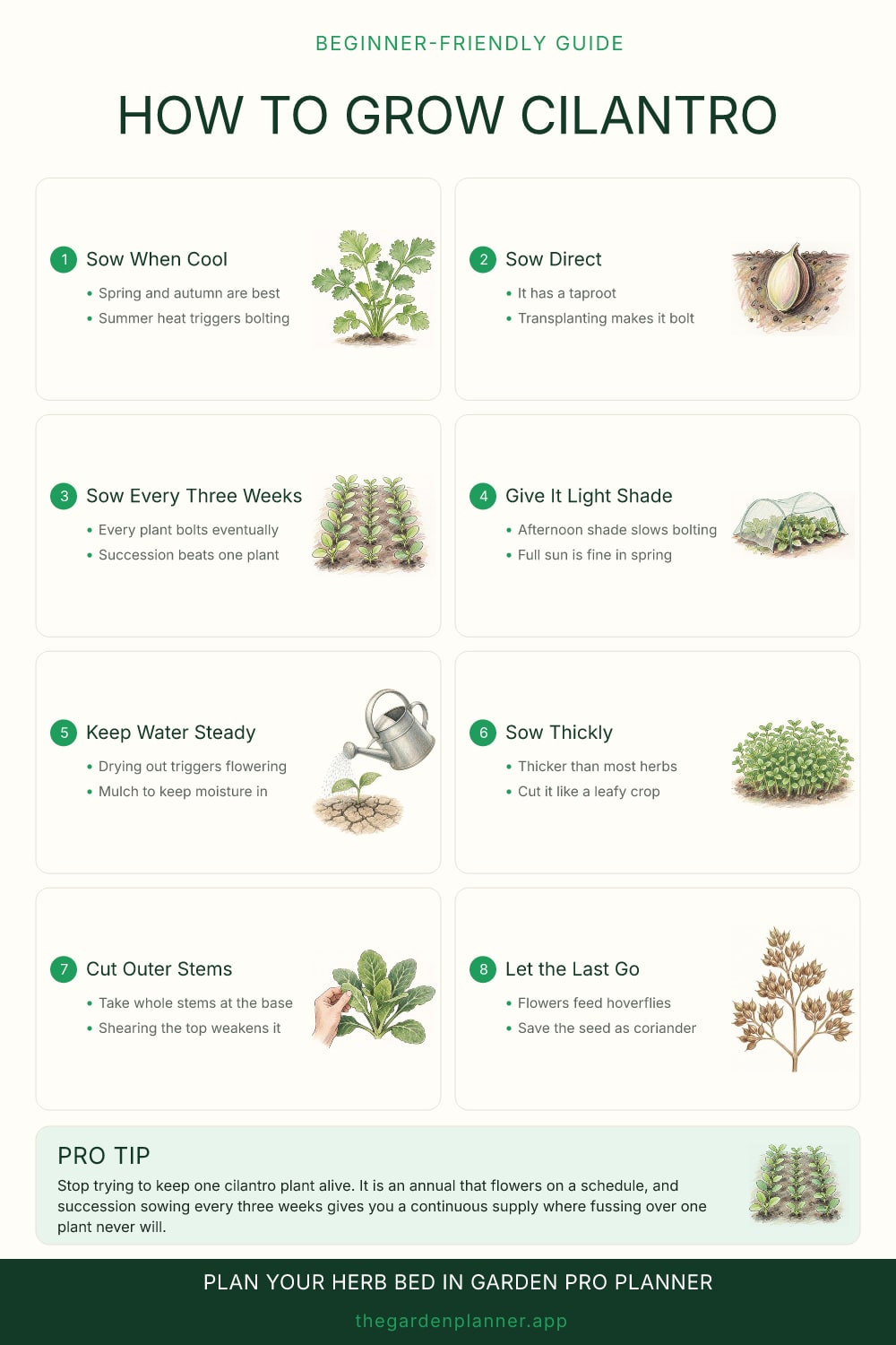 How to grow cilantro