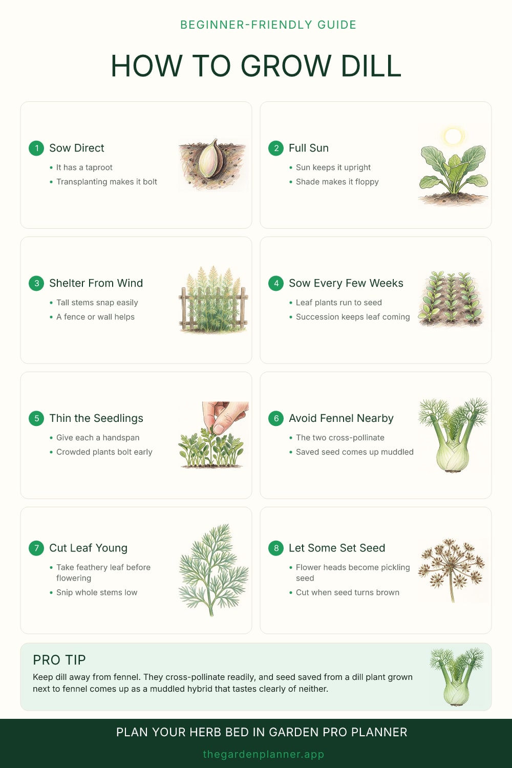 How to grow dill